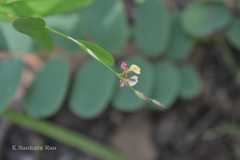 Alysicarpus bupleurifolius